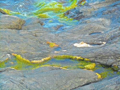 Cliff Seagrass Green Seashore Archipelago Nåttarö