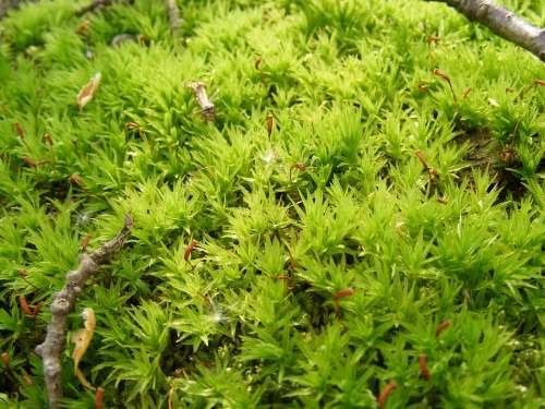 Climacium Damp Dendroides Evergreen Moss Northern