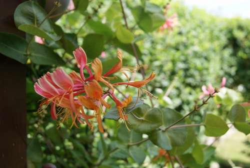 Climber Plant Flower Blossom Bloom