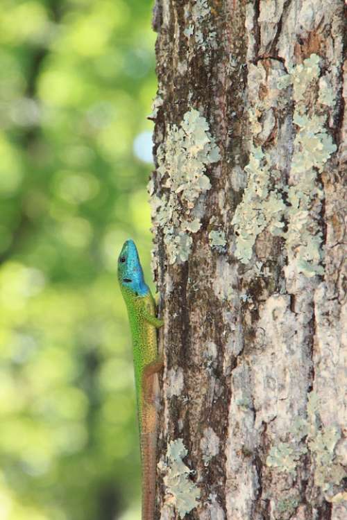 Climbing Forest Green Lacerta Lizard Trees