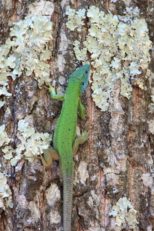 Climbing Forest Green Lacerta Lizard Trees