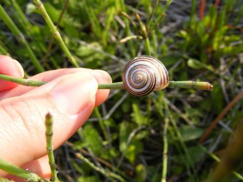 Climbing Close-Up Coiled Gastropoda Grass Green