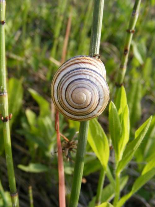 Climbing Close-Up Coiled Gastropoda Grass Green