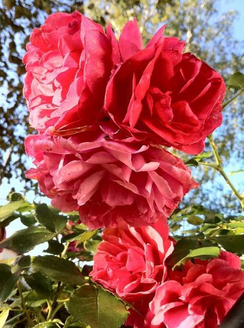 Climbing Rose Rose Garden Plant Flowers Summer