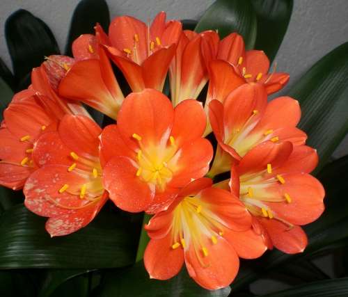Clivia Klivie Blossom Bloom Close Up Orange