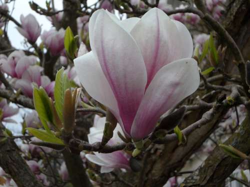 Close Up Blossom Bloom Magnolia Bloom Spring