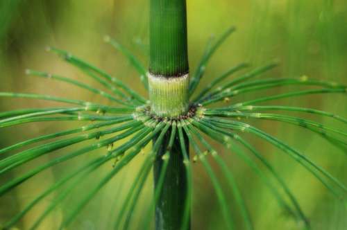 Close-Up Macro Horsetail Equisetum Snake Grass
