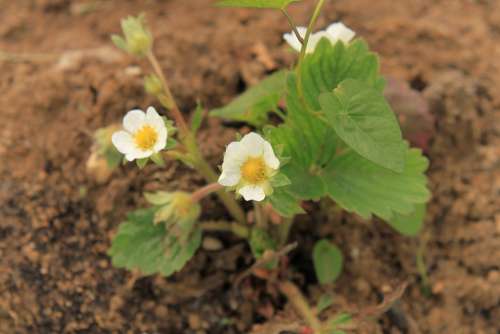 Close-Up Flowers Strawberry White Plants Spring