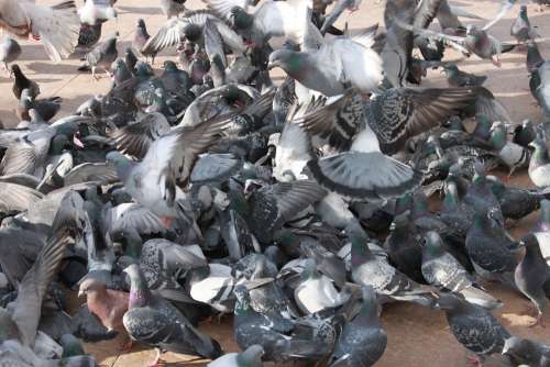 Close-Up Flock Flying Pigeons Square Town Birds