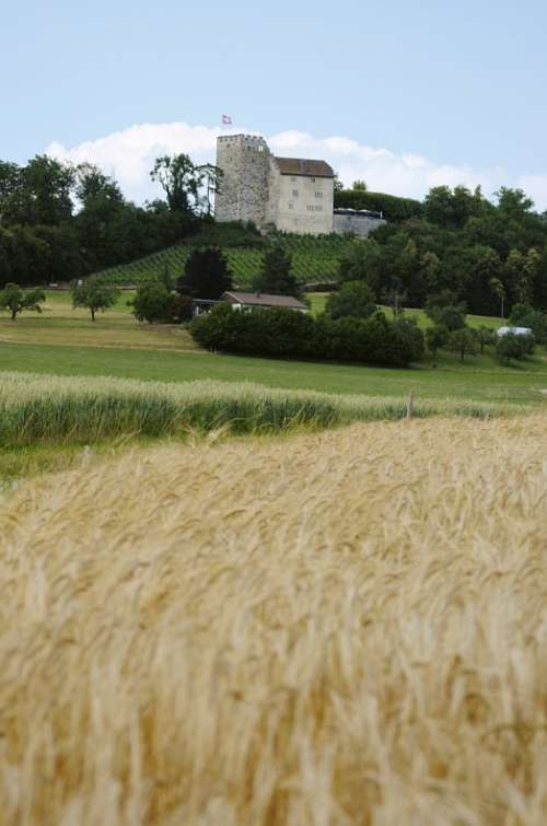 Closed Habsburg Aargau Switzerland Cornfield