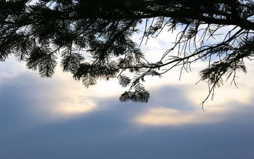 Cloud Himmel Spruce Branch Evening