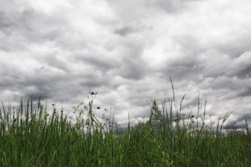Clouds Sky Grass Grasses Dark Clouds Rainy Meadow