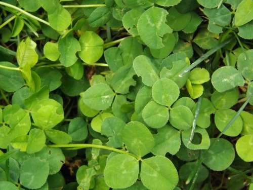 Clover Green Leaves Charm Lucky Shamrock Plant
