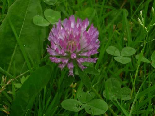 Clover Plant Meadow Flower Nature Green