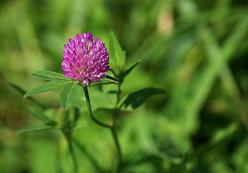 Clover Meadow Plant Red Green The Background