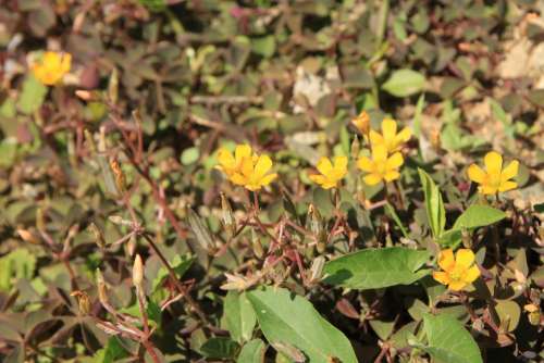 Clover Flowers Oxalis Pes-Caprae Yellow Plants