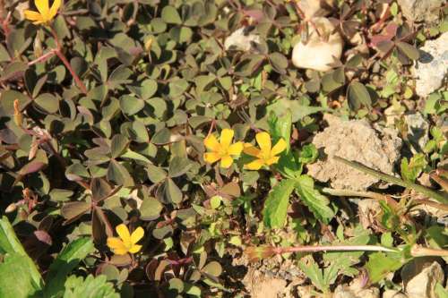 Clover Flowers Oxalis Pes-Caprae Yellow Plants