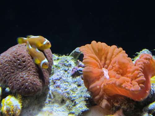 Clown Fish Puffer Fish Brain Coral Coral Aquarium