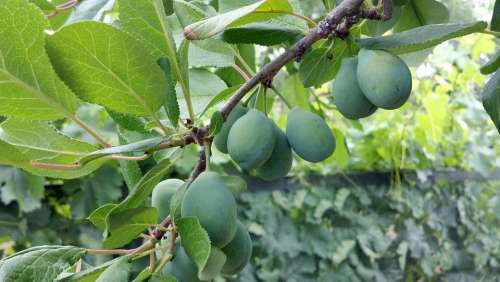 Cluster Prunes Fruit Green Food Harvest