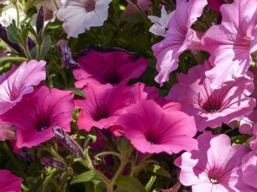 Cluster Petunia Pink Purple White Hanging Basket