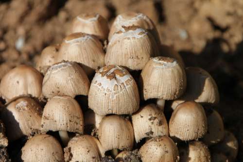 Clusters Coprinus Fungus Micaceus Mushrooms