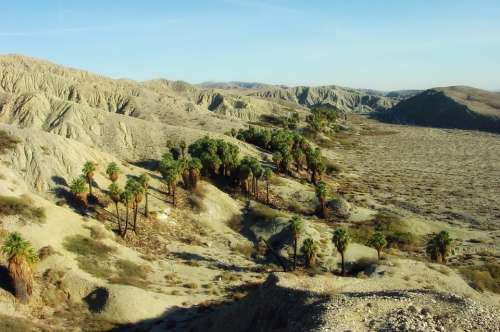 Coachella Valley California Landscape Palms
