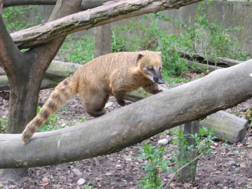Coati Creature Predator Bear Animal Zoo Climb