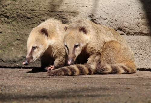 Coati Coatis Nasua Proboscis Bear Small Bear