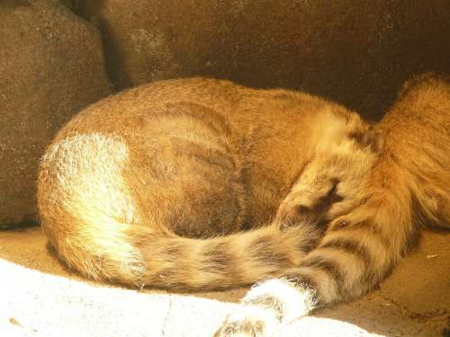 Coati Bear Animal Fur Creature Predator Sleep
