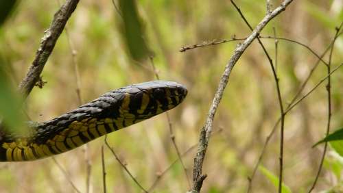 Cobra Animal Forest Animal World Ecology Nature