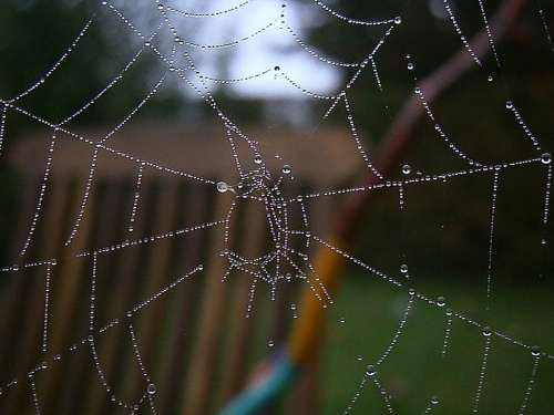 Cobweb Web Autumn Drip Drop Of Water Nature