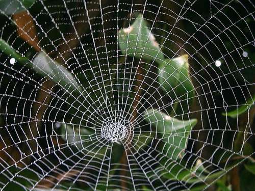 Cobweb Web Autumn Networking Abstract Bill Light