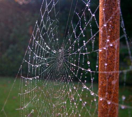 Cobweb Web Dew Drip Sparkle Autumn Beaded