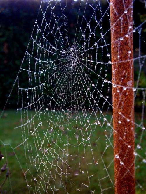 Cobweb Web Dew Drip Sparkle Autumn Beaded