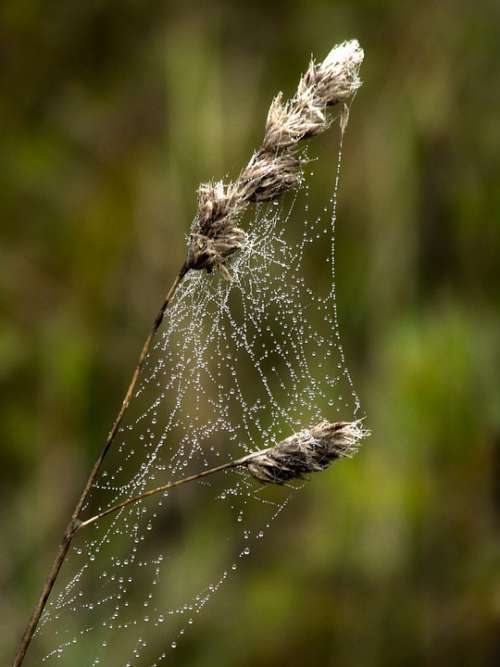 Cobweb Dewdrop Nature Plant