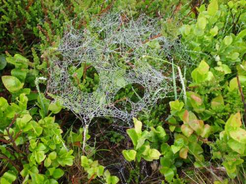 Cobweb Dew Spider Webs Autumn Nature