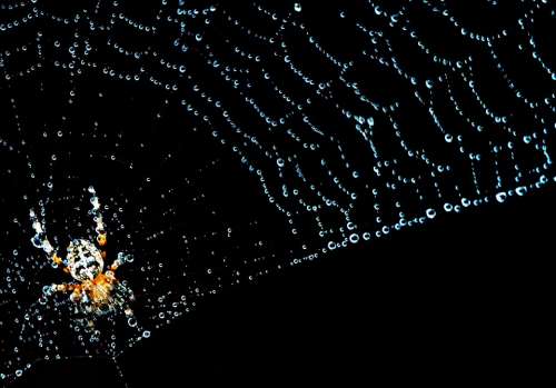 Cobweb Spider Insect Nature