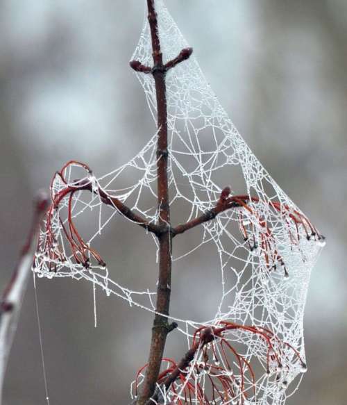 Cobweb Frost Cold