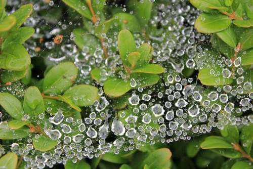 Cobweb Green Leaves Dew Dewdrop Drop Of Water