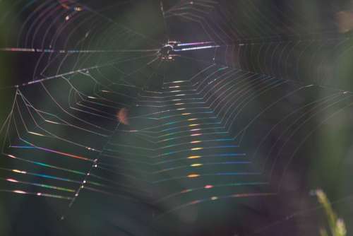 Cobweb Refraction Spectrum Macro Backlighting