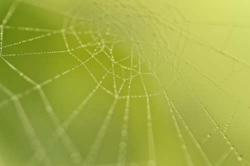 Cobweb Nature Web Beaded Macro Fauna Dew
