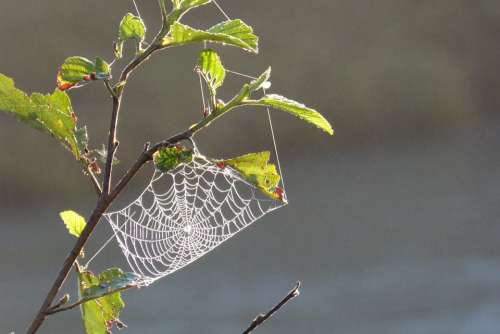 Cobweb Tender Backlighting Dew Moist Nature