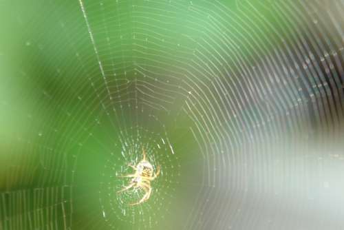 Cobweb Spider Web Weave Isekt Case