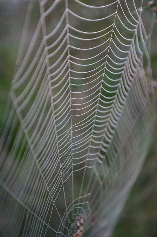 Cobweb Morning Dew Web Case