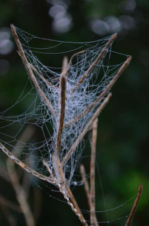 Cobweb Web Case Nature