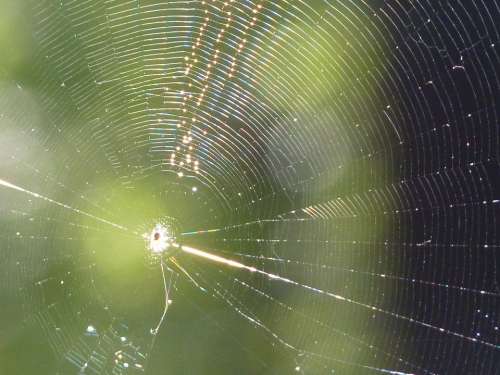 Cobweb Web Spider Sun Close Up Nature Insect