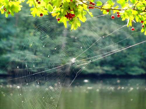Cobweb Web Tender Lake Nature Mood Autumn