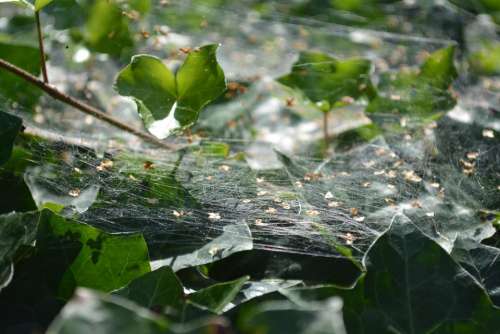 Cobweb Nature Green Leaf Plant Ivy