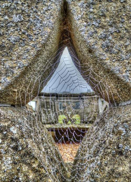 Cobweb Web Spider Dew Nature Water Texture