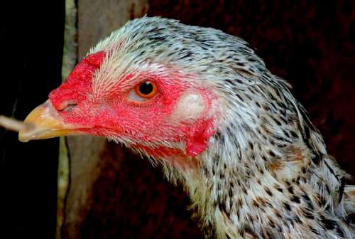Cock Chicken Farm Animal